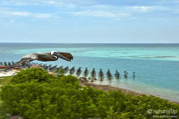 Go Bird Watching in Dry Tortugas National Park