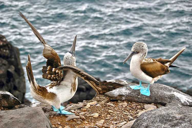 Lords Of The Dance Birds Mating Rituals Natureflip