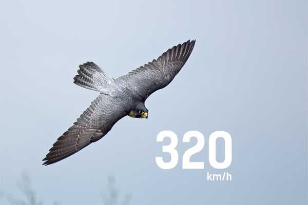 The Fastest Bird In The World Speeds Up To 320 km/h