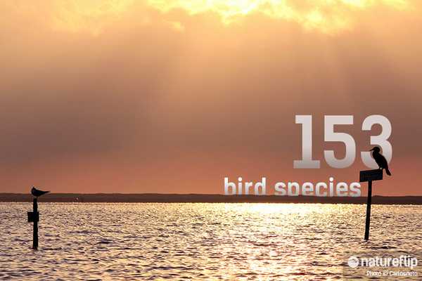 Algrave's 153 Species Of Birds