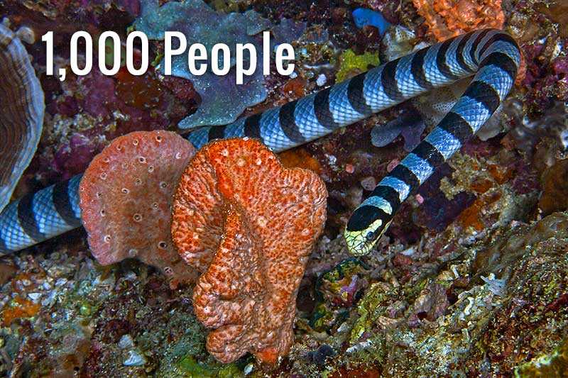 A Sea Snake Can Kill As Many As 1,000 People With Its Venom