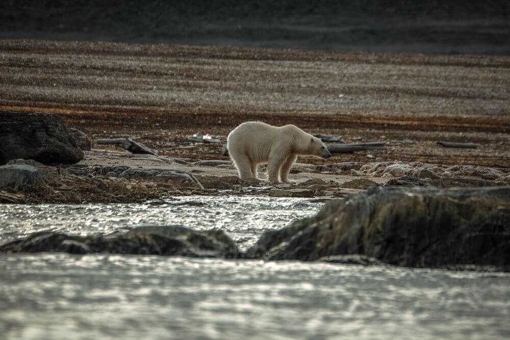 polar-bear-walks-along-a-rocky-shore-at-sunset-wi-2024-09-30-15-31-59-utc