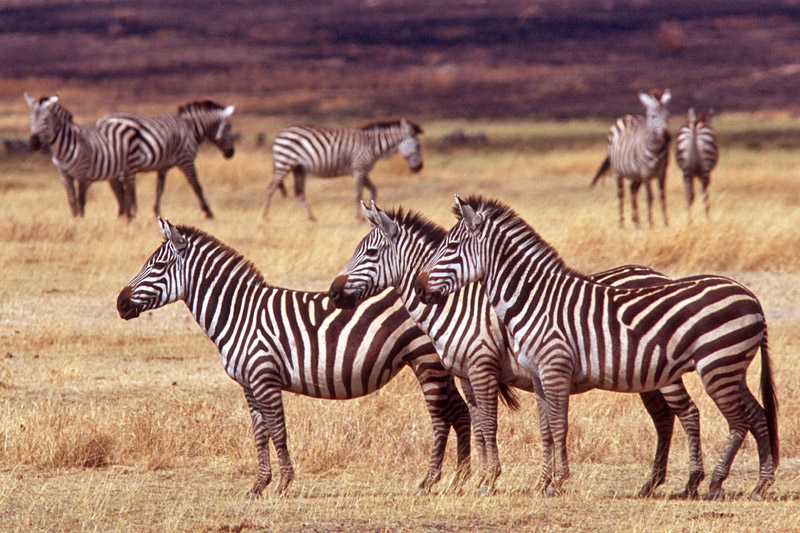 ngorongoro-crater-conservation-area-grants-zebras