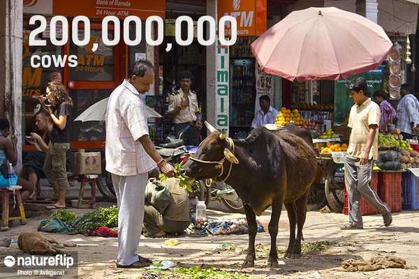 200,000,000 Indian Cows