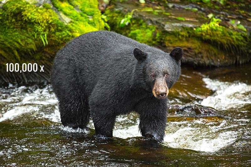 100,000 Black Bears Live In Alaska
