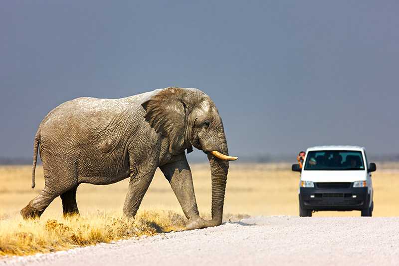 Safariing in Etosha National Park, Namibia