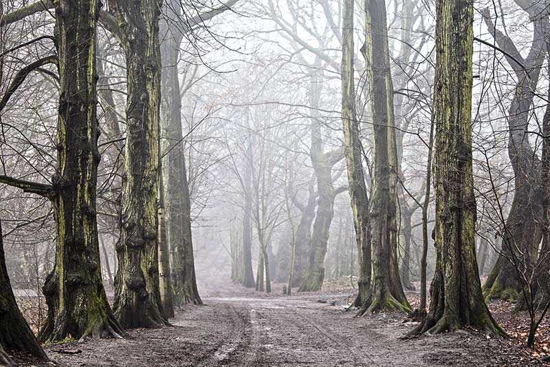 hampstead-heath-foggy-morning-in-hampstead-heath