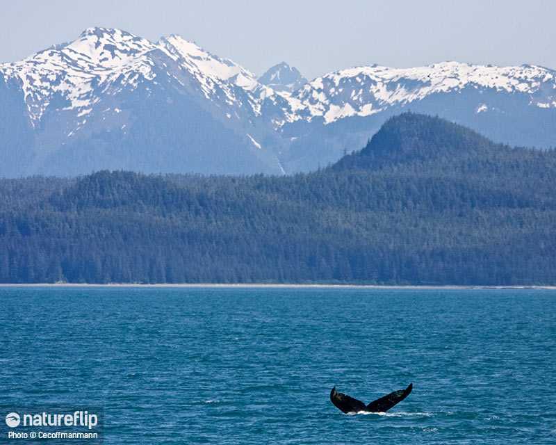 Whale Watching in Kenai Fjords National Park