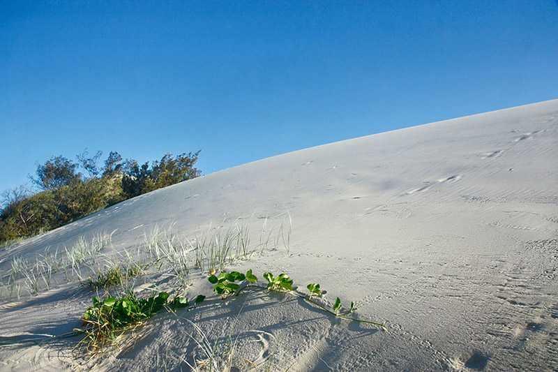 fraser-island-sand-dunes