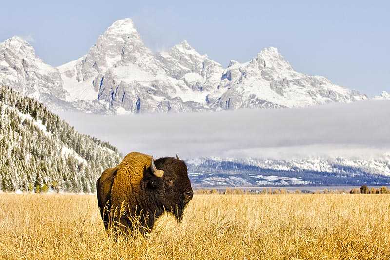 grand-teton-national-park-an-america-bison-bison-bison-in-the-grass-meadow