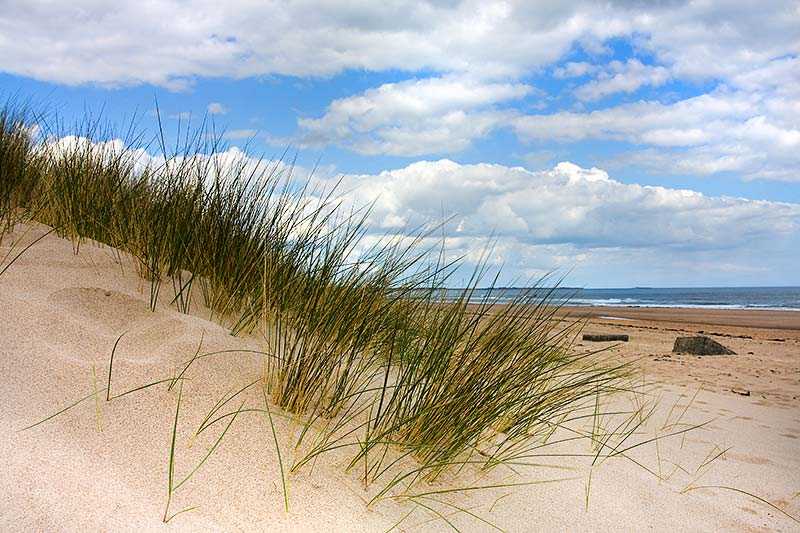northumberland-coast-aonb-sand-dunes-and-grass-on-cresswell-beach