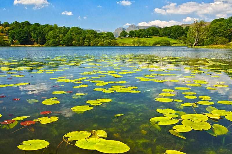 loughrigg-tarn-water-lillies-on-loughrigg-tarn-with-the-langdale-fells-in-the-distance-a-popular