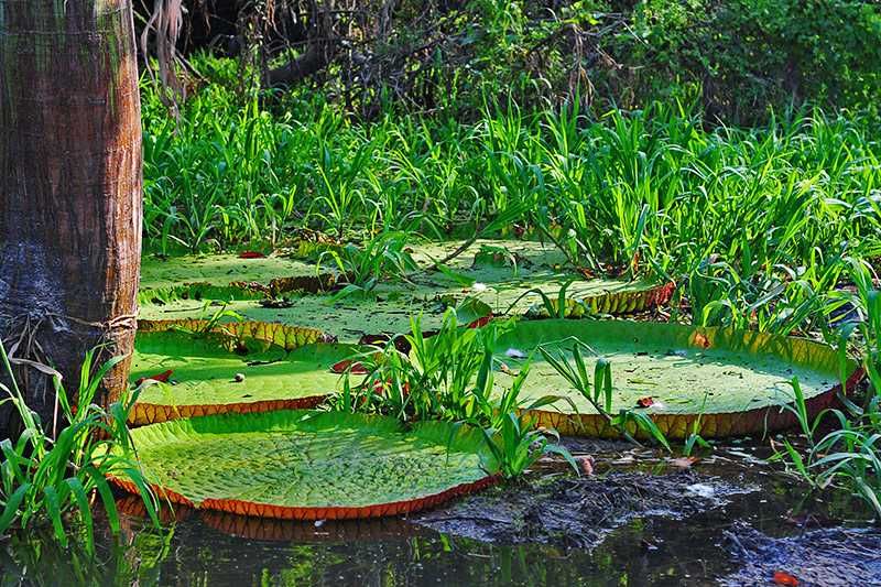amazon-rainforest-victoria-amazonica-giant-amazon-water-lily-is-a-typical-water-plant-of-the-amazon