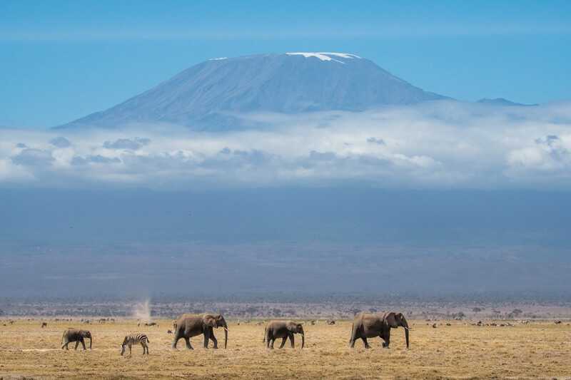 Group of majestic elephants strolling gracefully across Kilimanjaro by wirestock