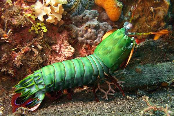 The Peacock Mantis Shrimp Inspires New Design Materials