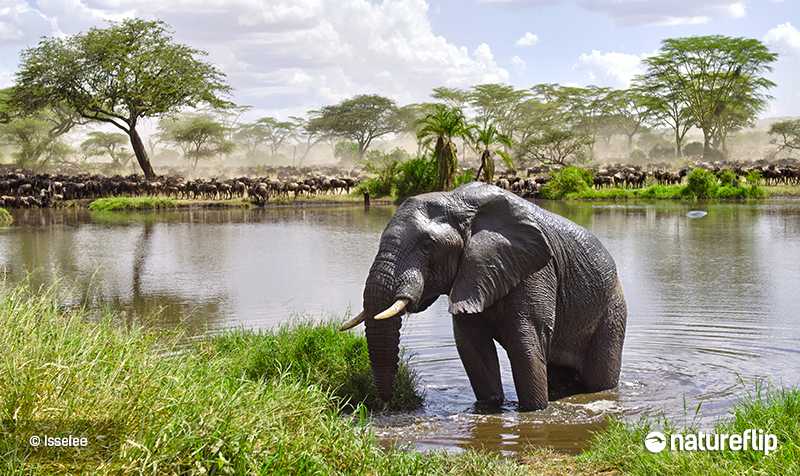 Discover a Paradise of Wildlife in Serengeti National Park, Tanzania