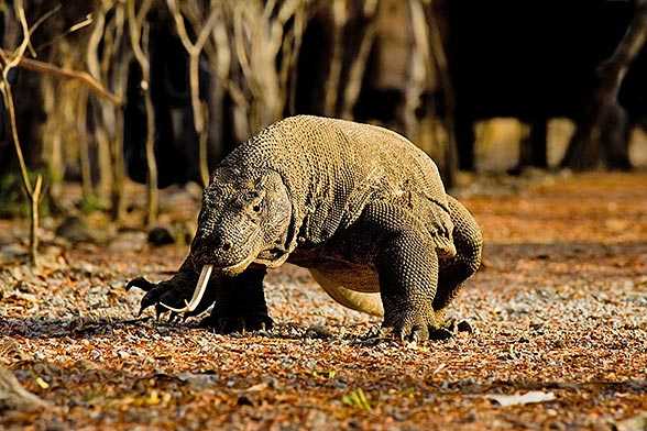 The Komodo Dragon, A Natural Born Killer