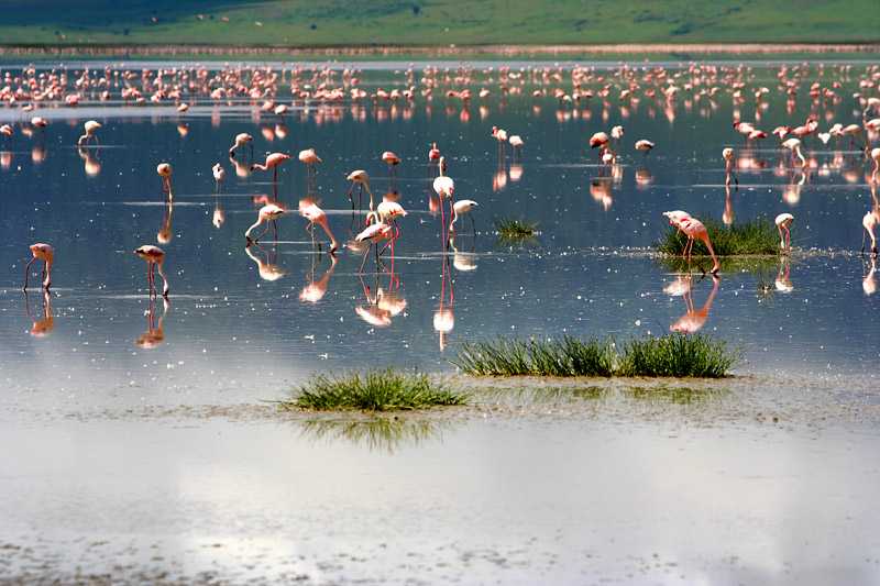 ngorongoro-crater-conservation-area-flock-of-greater-flamingos