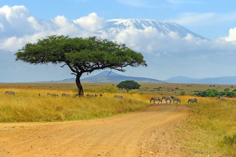 Beautiful landscape with Acacia tree in African savannah and zebra on Kilimanjaro background by byrdyak