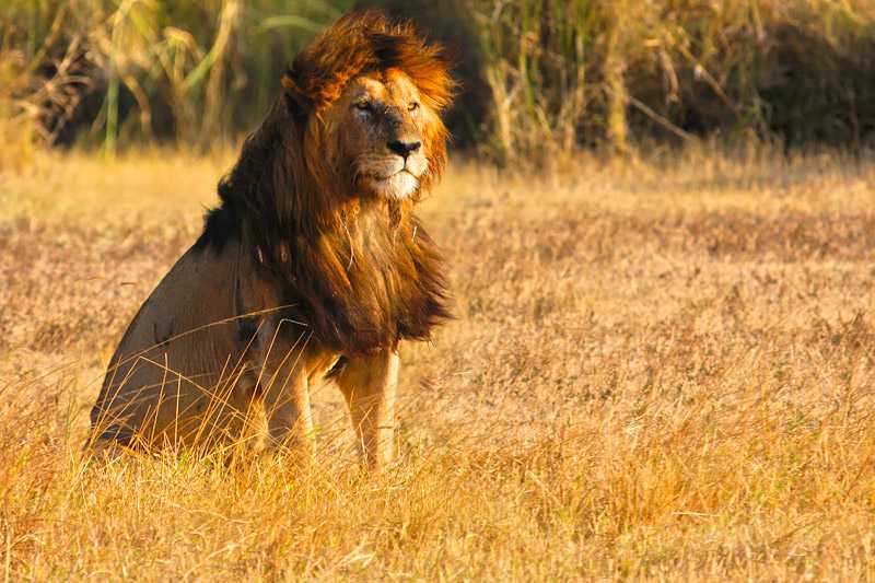 ngorongoro-crater-conservation-area-an-old-male-lion