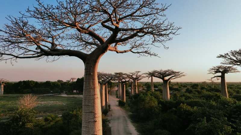 Explore the breathtaking Baobab Alley in Madagascar at sunset by DavePrimov