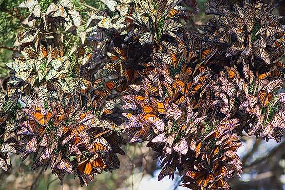 Visit Mexico for the Amazing Monarch Butterflies Migration