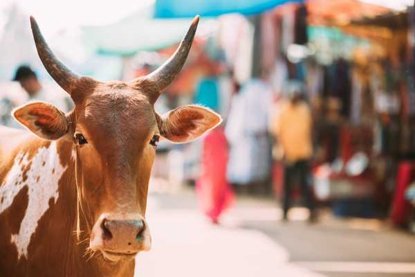 More Than 300 Million Indian Cows