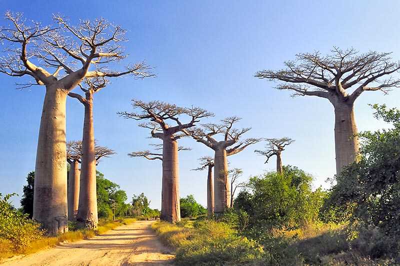 avenue-of-the-baobabs