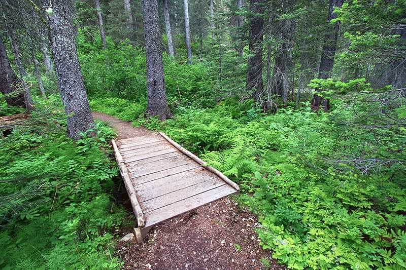 glacier-national-park-hiking-trail-winds-through-the-two-medicine-area-forest-of-glacier-national