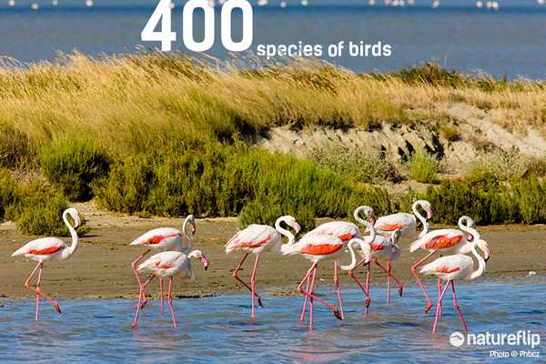 Camargue's 400 Species of Birds