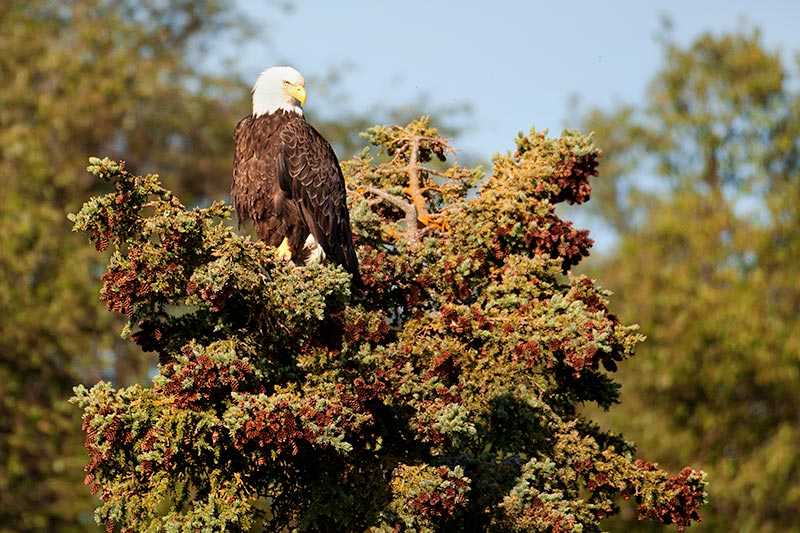 katmai-national-park-and-preserve-a-bald-eagle-sitting-on-top-of-an-evergreen-tree