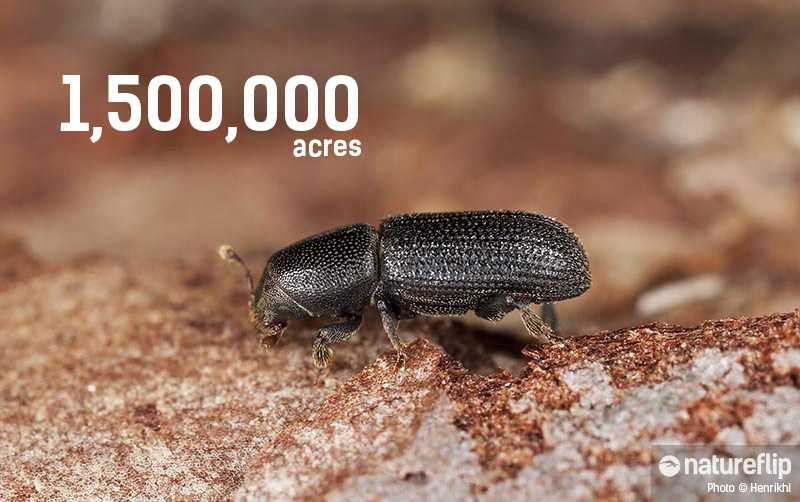 1,500,000 Acres Of Forest Destroyed By Bark Beetle