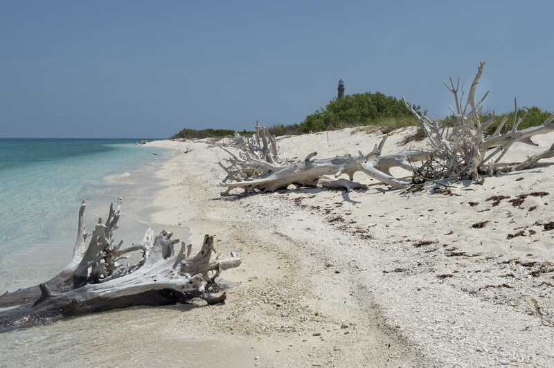 Dead Tress At The Shore Of Dry Tortugas Beach by ToastedPictures 