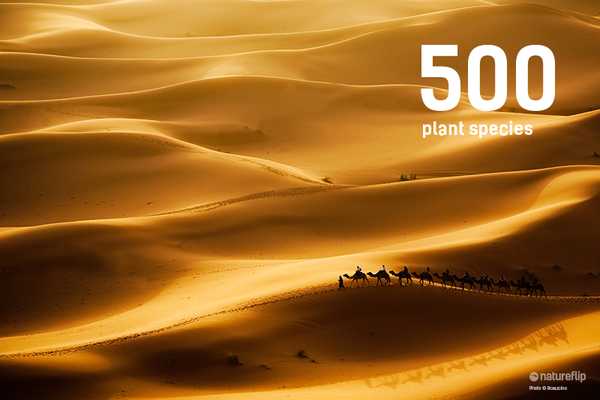 500 Plant Species in Sahara