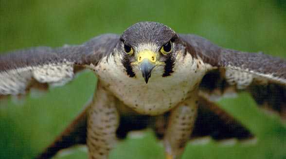 The Peregrine Falcon, The Fastest Bird in the World