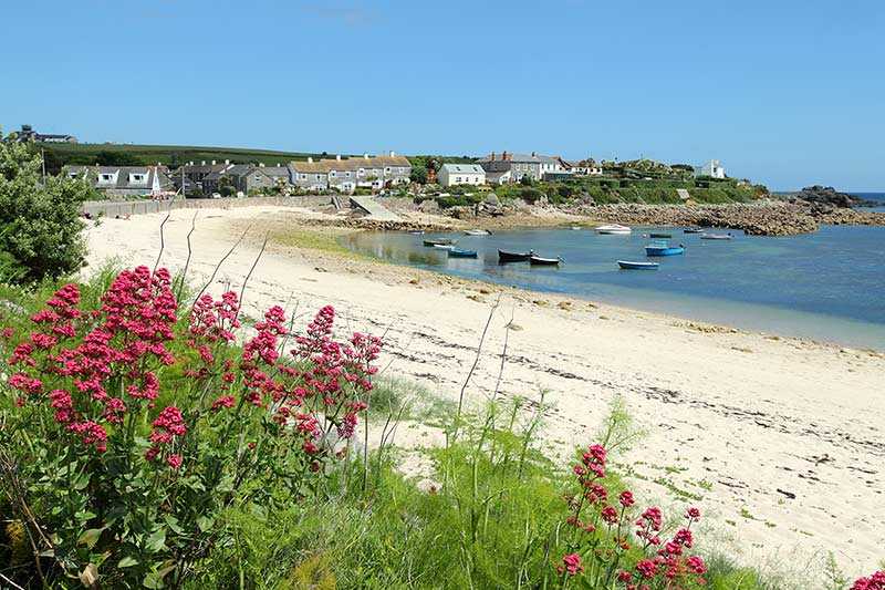 isles-of-scilly-aonb-old-town-beach-with-red-valerian-centranthus-ruber-in-the-foreground-on-st