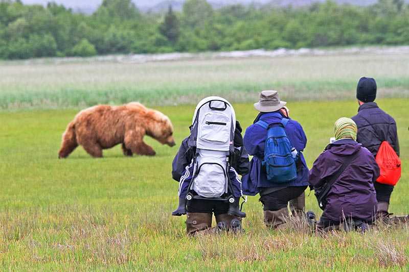 katmai-national-park-and-preserve-a-male-coastal-brown-bear-walks-through-a-sweet-salt-grass-meadow