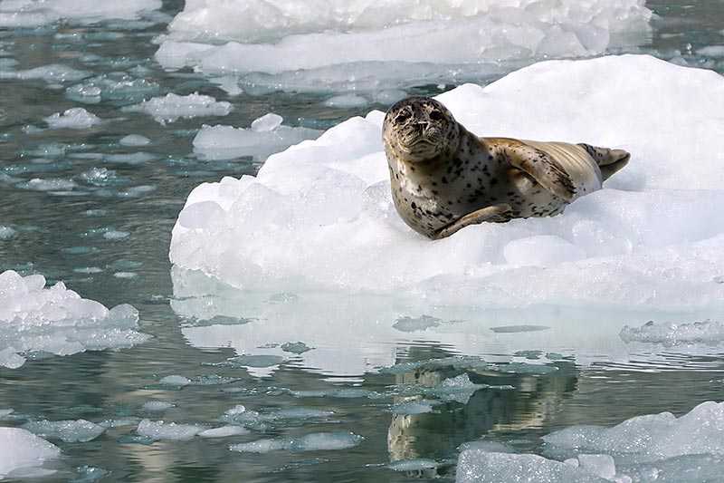 kenai-fjords-national-park-wild-seal-puppy-resting-on-the-floating-ice