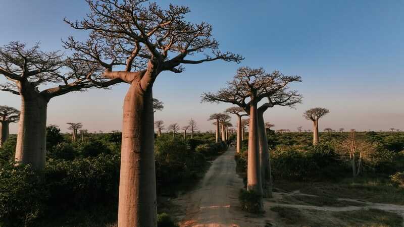 Discovering the majestic baobab trees along the enchanting avenue in Madagascar during sunset by DavePrimov 