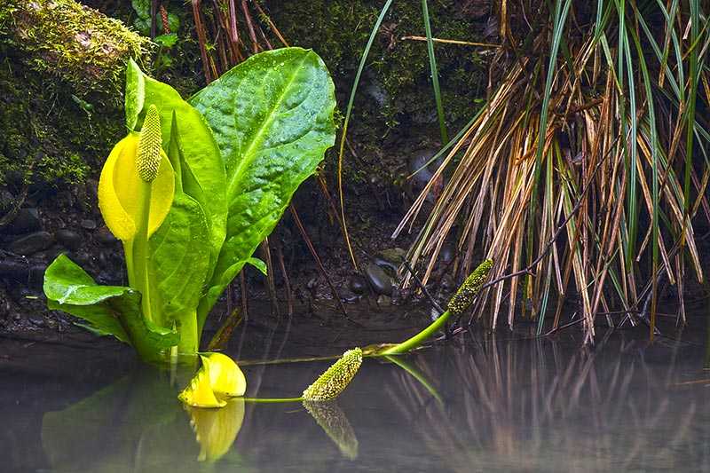 7 Weird and Deadly Plants Growing Around The World