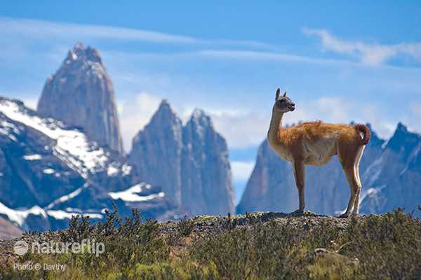 Destination of the Day: Explore the Home of Llama in Andes, Chile