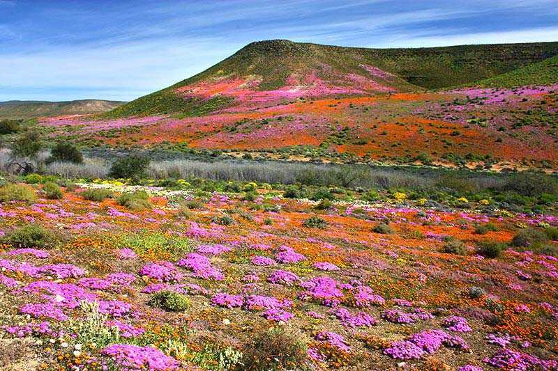 namaqualand-a-spectacular-swathe-of-colour-created-by-the-blooming-of-countless-flowers