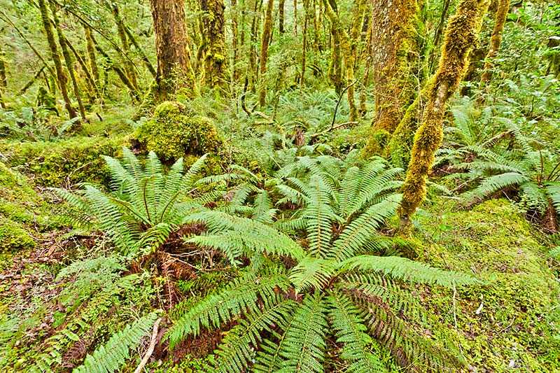 fiordland-national-park-virgin-rainforest-wilderness-of-fiordland-national-park