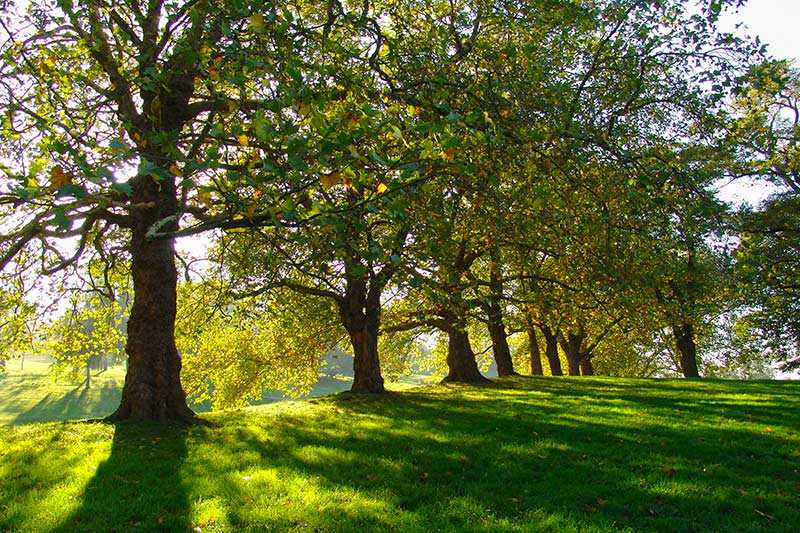 greenwich-park-greenwich-park-is-one-of-the-8-royal-parks-in-london