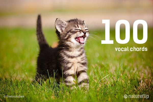 Cats Have Over 100 Vocal Cords