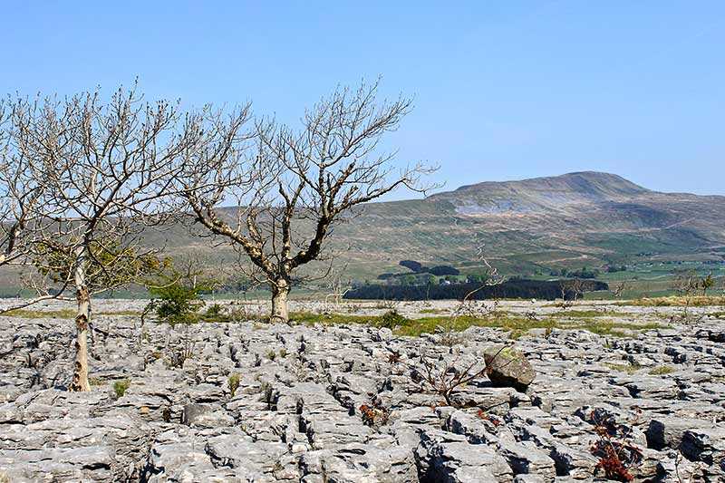 whernside-view-from-a-section-of-limestone-pavement-near-chapel-le-dale-towards-whernside