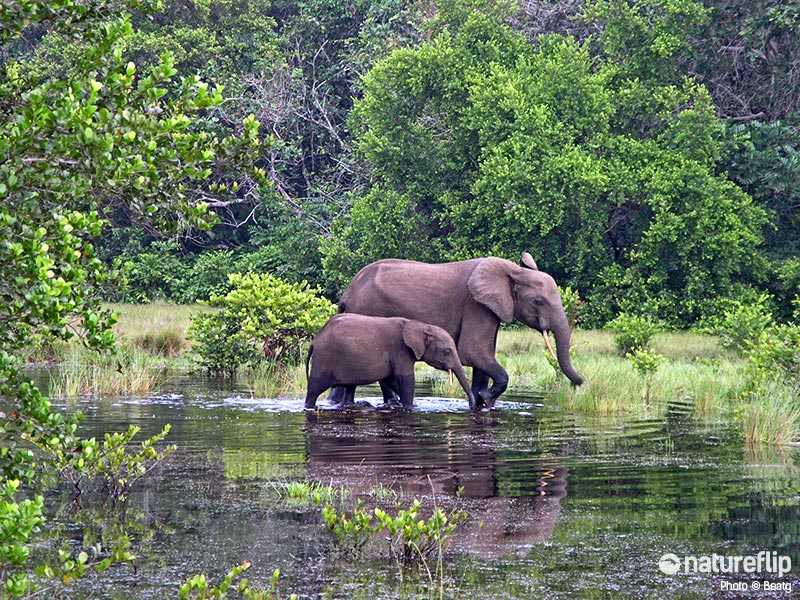 Safari Trips in Loango National Park