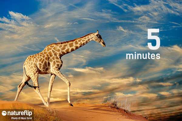 5 Minutes, The Giraffe's Beauty Sleep