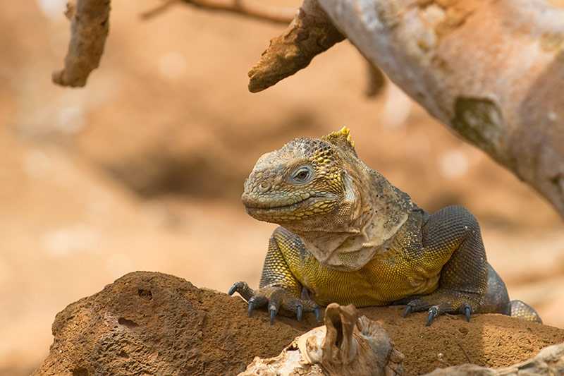galapagos-islands-the-galapagos-land-iguana-conolophus-subcristatus
