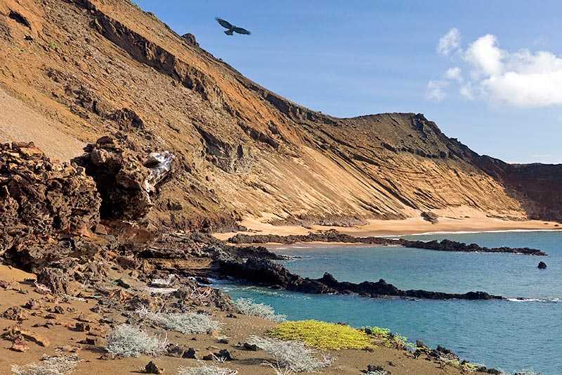 galapagos-islands-volcanic-landscape-on-the-island-of-bartolome-with-a-flying-galapagos-hawk-buteo